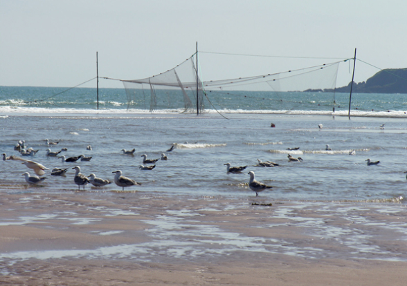 Lunan Bay salmon nets